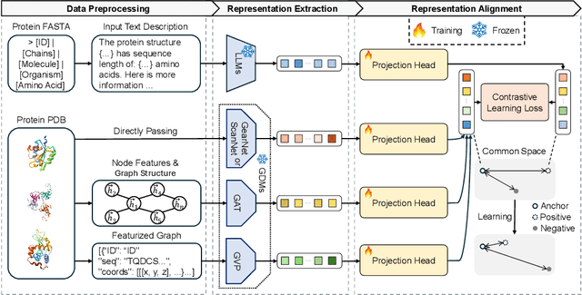 Figure 1 for Exploring the Alignment Landscape: LLMs and Geometric Deep Models in Protein Representation