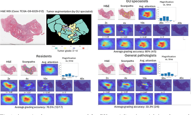 Figure 1 for Decoding the visual attention of pathologists to reveal their level of expertise