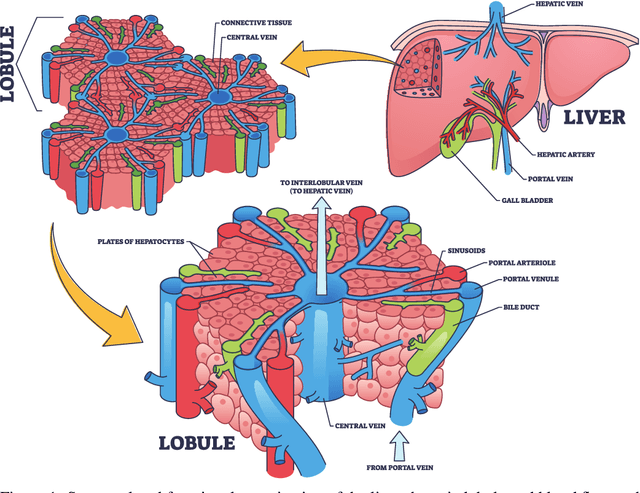 Figure 1 for Artificial Liver Classifier: A New Alternative to Conventional Machine Learning Models