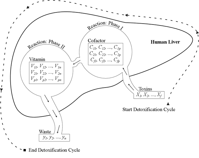 Figure 3 for Artificial Liver Classifier: A New Alternative to Conventional Machine Learning Models