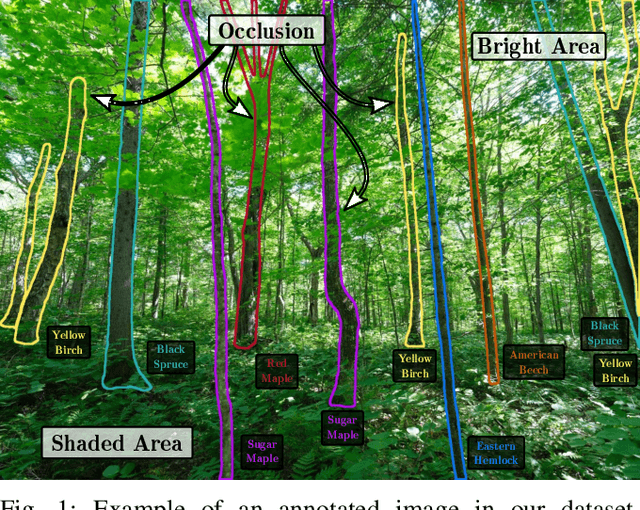 Figure 1 for SilvaScenes: Tree Segmentation and Species Classification from Under-Canopy Images in Natural Forests
