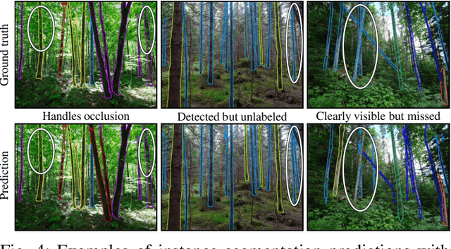 Figure 4 for SilvaScenes: Tree Segmentation and Species Classification from Under-Canopy Images in Natural Forests