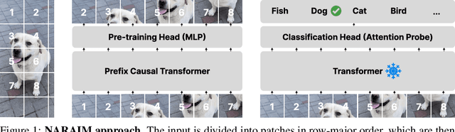 Figure 1 for NARAIM: Native Aspect Ratio Autoregressive Image Models