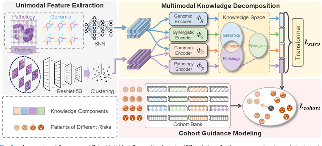 Figure 2 for Cohort-Individual Cooperative Learning for Multimodal Cancer Survival Analysis