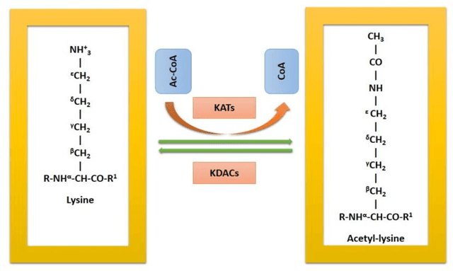 Figure 1 for Deep-Ace: LSTM-based Prokaryotic Lysine Acetylation Site Predictor