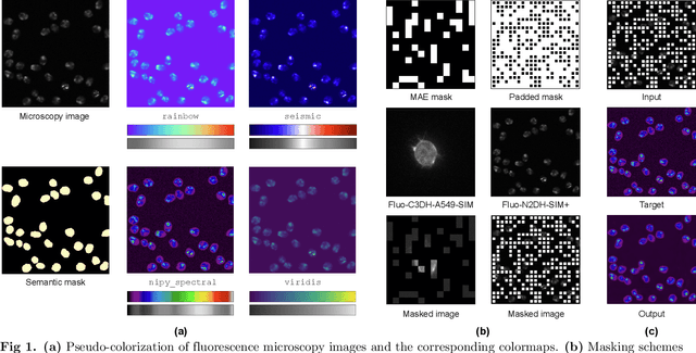 Figure 1 for Self-supervised Pseudo-colorizing of Masked Cells
