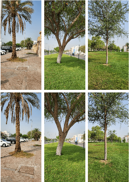 Figure 3 for Accurate and Efficient Urban Street Tree Inventory with Deep Learning on Mobile Phone Imagery