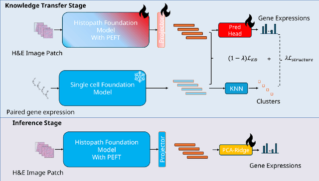 Figure 1 for Teaching pathology foundation models to accurately predict gene expression with parameter efficient knowledge transfer