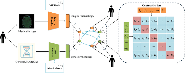 Figure 1 for MGI: Multimodal Contrastive pre-training of Genomic and Medical Imaging