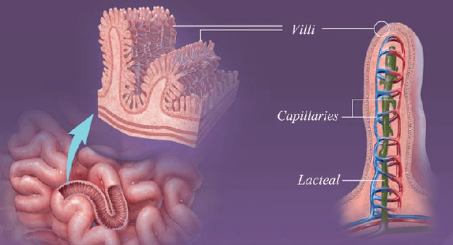 Figure 1 for An Image Enhancement Method for Improving Small Intestinal Villi Clarity