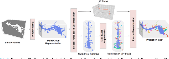 Figure 2 for FreSeg: Frenet-Frame-based Part Segmentation for 3D Curvilinear Structures