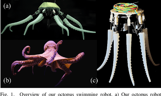 Figure 1 for Octopus-Swimming-Like Robot with Soft Asymmetric Arms