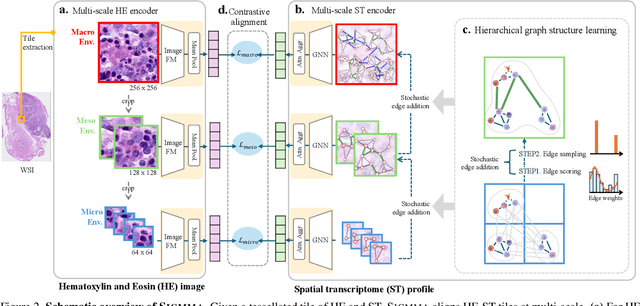 Figure 3 for SIGMMA: Hierarchical Graph-Based Multi-Scale Multi-modal Contrastive Alignment of Histopathology Image and Spatial Transcriptome