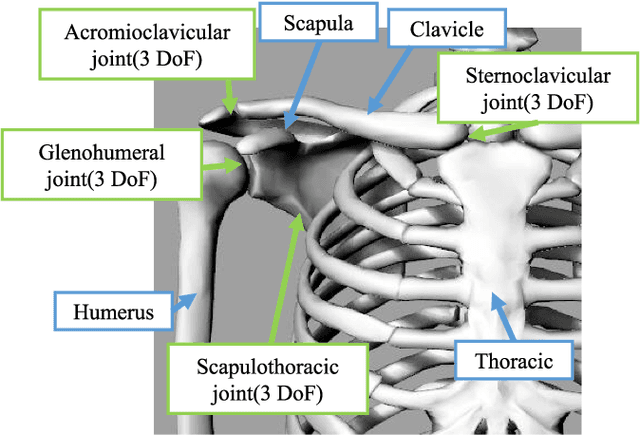 Figure 1 for Self-Body Image Acquisition and Posture Generation with Redundancy using Musculoskeletal Humanoid Shoulder Complex for Object Manipulation