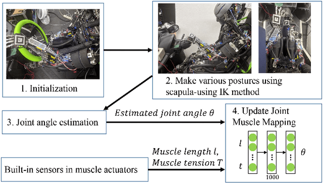 Figure 4 for Self-Body Image Acquisition and Posture Generation with Redundancy using Musculoskeletal Humanoid Shoulder Complex for Object Manipulation