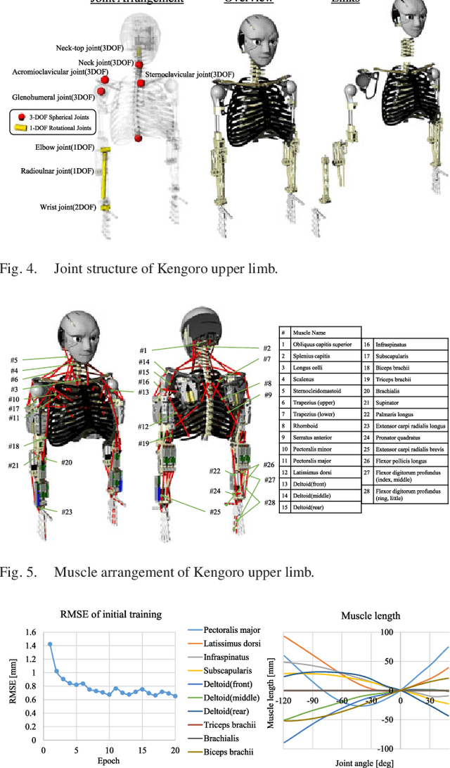 Figure 4 for Online Learning of Joint-Muscle Mapping Using Vision in Tendon-driven Musculoskeletal Humanoids