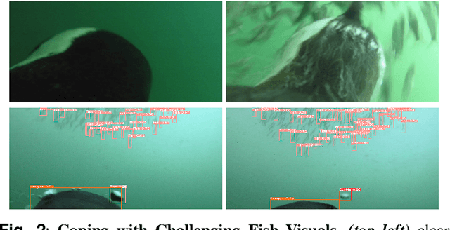 Figure 3 for Diving with Penguins: Detecting Penguins and their Prey in Animal-borne Underwater Videos via Deep Learning