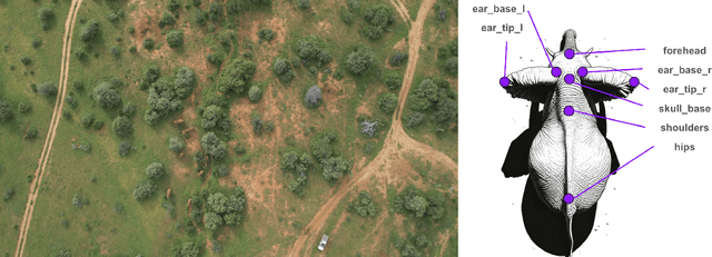 Figure 2 for Whole-Herd Elephant Pose Estimation from Drone Data for Collective Behavior Analysis