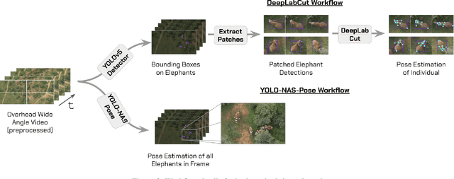 Figure 4 for Whole-Herd Elephant Pose Estimation from Drone Data for Collective Behavior Analysis