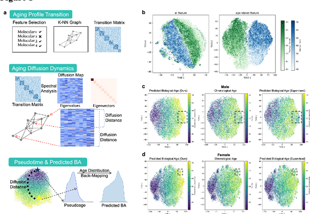 Figure 1 for Molecule-dynamic-based Aging Clock and Aging Roadmap Forecast with Sundial