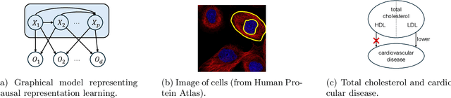 Figure 2 for Causal Structure and Representation Learning with Biomedical Applications