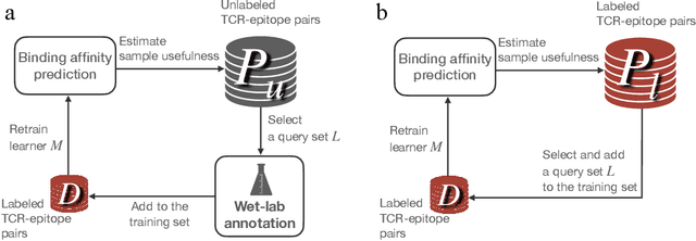 Figure 1 for Active Learning Framework for Cost-Effective TCR-Epitope Binding Affinity Prediction
