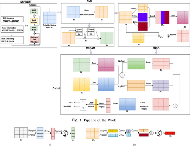 Figure 1 for TFBS-Finder: Deep Learning-based Model with DNABERT and Convolutional Networks to Predict Transcription Factor Binding Sites