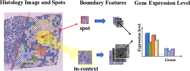 Figure 1 for Boundary-Guided Learning for Gene Expression Prediction in Spatial Transcriptomics