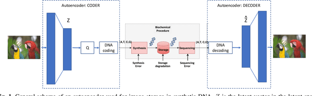 Figure 1 for Image storage on synthetic DNA using compressive autoencoders and DNA-adapted entropy coders