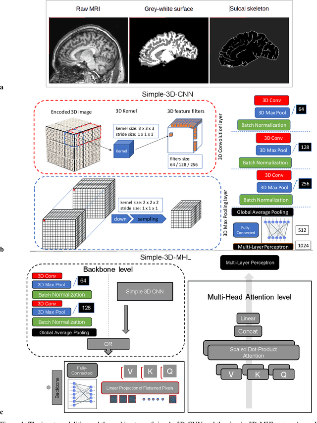 Figure 1 for A 3D explainability framework to uncover learning patterns and crucial sub-regions in variable sulci recognition