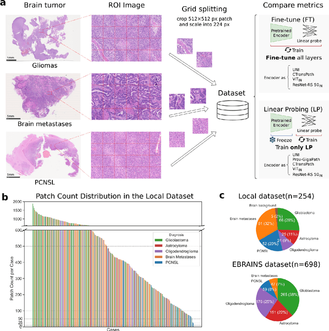 Figure 2 for Transfer Learning Strategies for Pathological Foundation Models: A Systematic Evaluation in Brain Tumor Classification