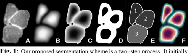 Figure 1 for Single Tensor Cell Segmentation using Scalar Field Representations