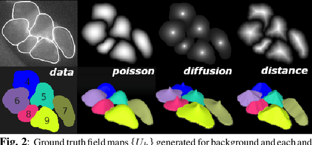 Figure 3 for Single Tensor Cell Segmentation using Scalar Field Representations