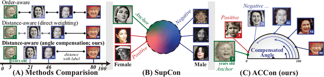 Figure 1 for ACCon: Angle-Compensated Contrastive Regularizer for Deep Regression