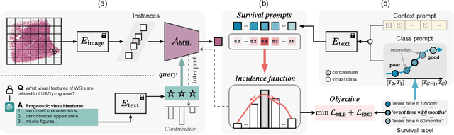 Figure 1 for Interpretable Vision-Language Survival Analysis with Ordinal Inductive Bias for Computational Pathology