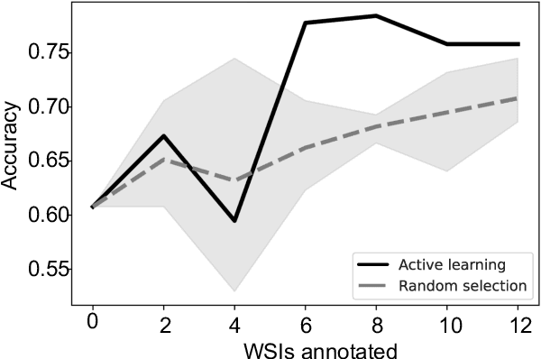 Figure 4 for Active Learning Enhances Classification of Histopathology Whole Slide Images with Attention-based Multiple Instance Learning