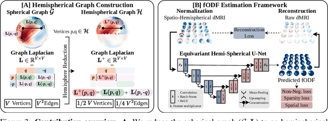 Figure 4 for Equivariant spatio-hemispherical networks for diffusion MRI deconvolution