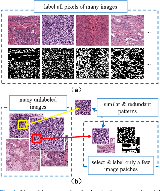 Figure 1 for Which Pixel to Annotate: a Label-Efficient Nuclei Segmentation Framework