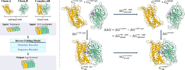 Figure 1 for Boltzmann-Aligned Inverse Folding Model as a Predictor of Mutational Effects on Protein-Protein Interactions