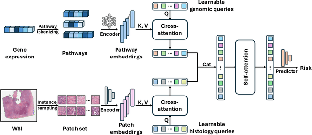 Figure 3 for Adaptive Prototype Learning for Multimodal Cancer Survival Analysis