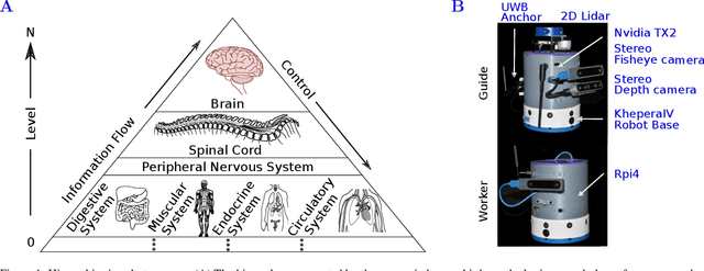 Figure 1 for Hierarchies define the scalability of robot swarms