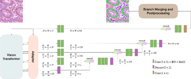 Figure 3 for CellVTA: Enhancing Vision Foundation Models for Accurate Cell Segmentation and Classification
