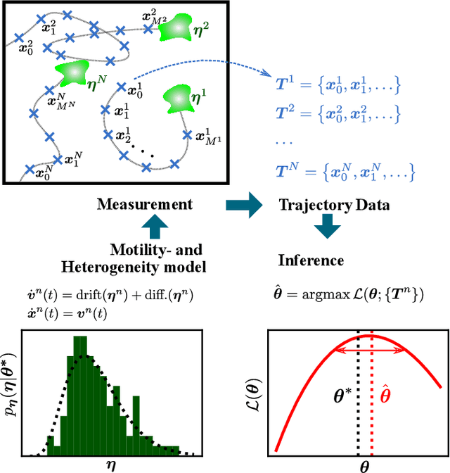 Figure 1 for Inferring Parameter Distributions in Heterogeneous Motile Particle Ensembles: A Likelihood Approach for Second Order Langevin Models