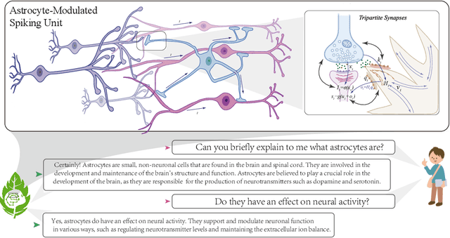 Figure 1 for Astrocyte-Enabled Advancements in Spiking Neural Networks for Large Language Modeling