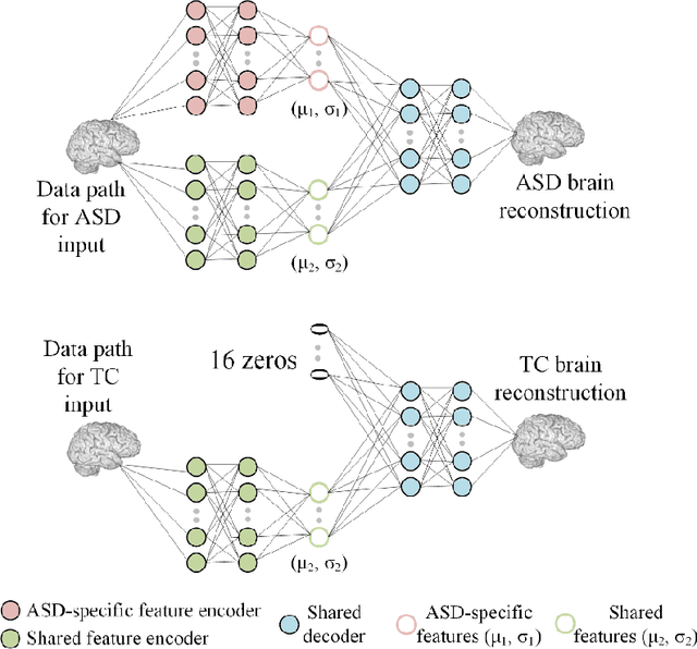 Figure 1 for Autism Spectrum Disorder Classification in Children based on Structural MRI Features Extracted using Contrastive Variational Autoencoder