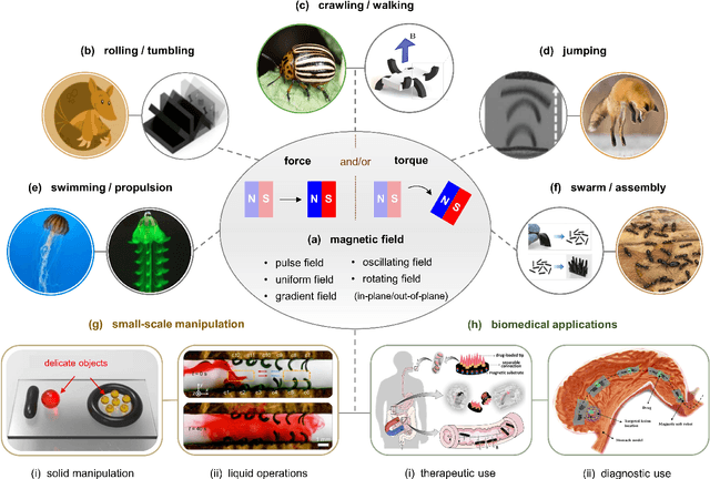 Figure 1 for Design, Actuation, and Functionalization of Untethered Soft Magnetic Robots with Life-Like Motions: A Review