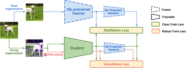 Figure 2 for ProFeAT: Projected Feature Adversarial Training for Self-Supervised Learning of Robust Representations