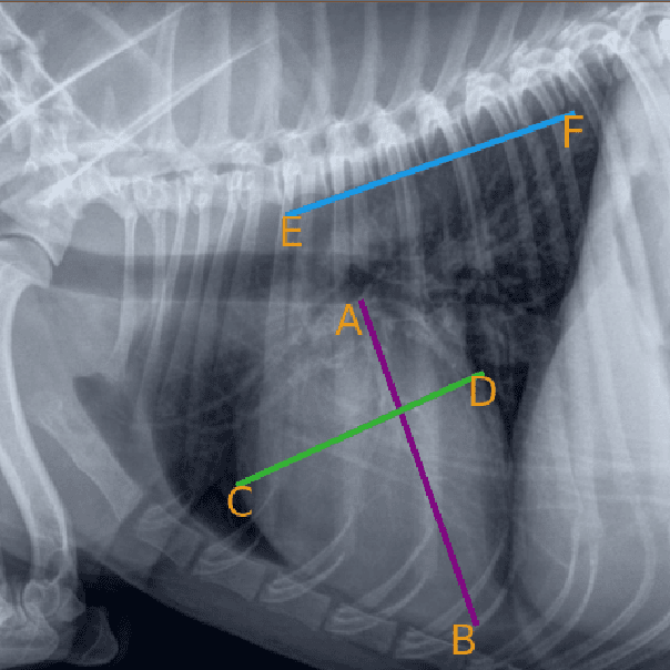 Figure 3 for Confident Pseudo-labeled Diffusion Augmentation for Canine Cardiomegaly Detection