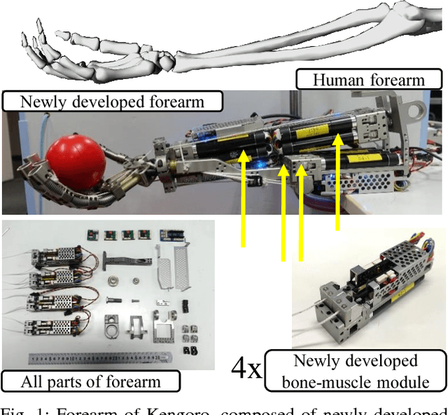 Figure 1 for Human Mimetic Forearm Design with Radioulnar Joint using Miniature Bone-Muscle Modules and Its Applications