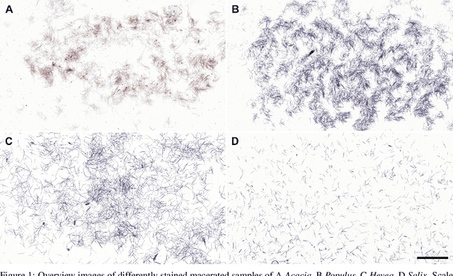 Figure 1 for Automating Wood Species Detection and Classification in Microscopic Images of Fibrous Materials with Deep Learning